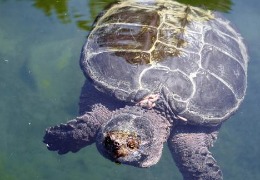 肌醇——魚、蝦飼料的能量補(bǔ)給站!